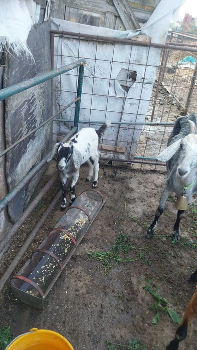 Ieduta si capră angronubiană