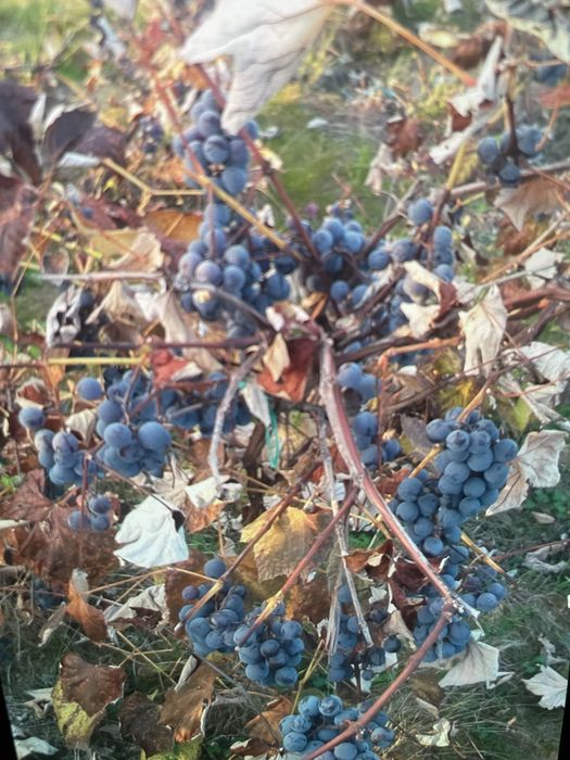 Vand struguri producatoare  fara nici un fel de tratament