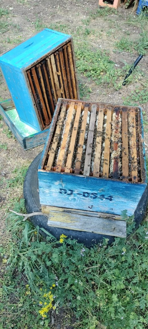 Vând 10 familii de albine pregătite de cules
