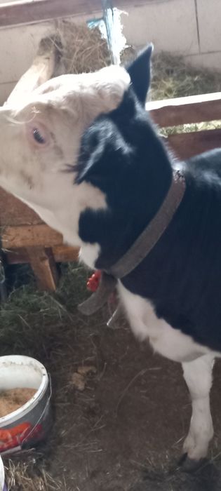 Vitica baltata românească  pe negru de vinzare