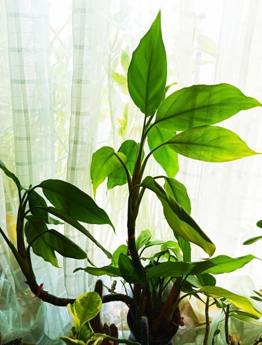 Комнатный цветок сансевьера