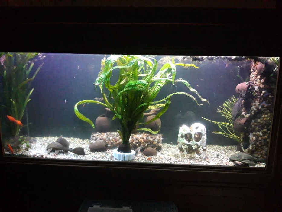 Vand diferite acvarii pentru pesti