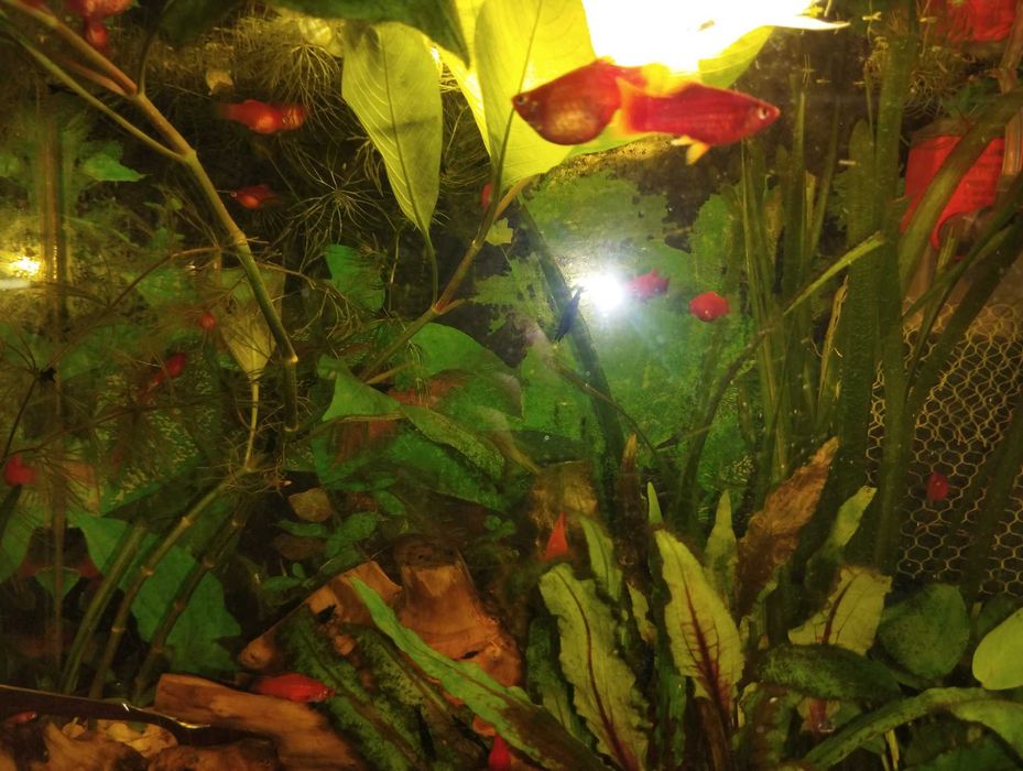 Пецилия Красная .