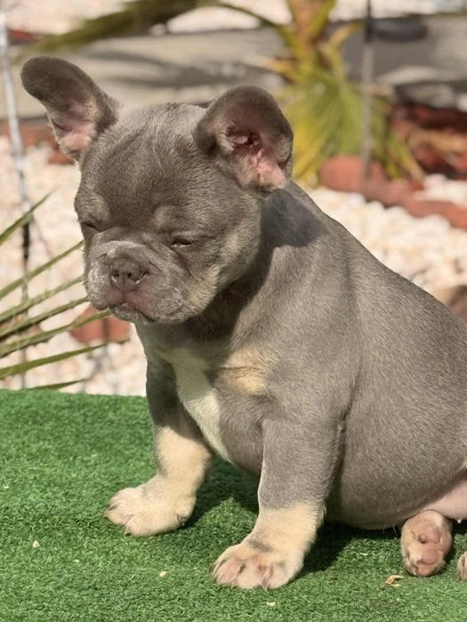 Лилак тан френски булдог