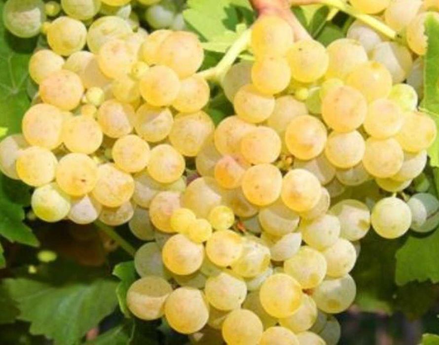 Struguri De vin 2025