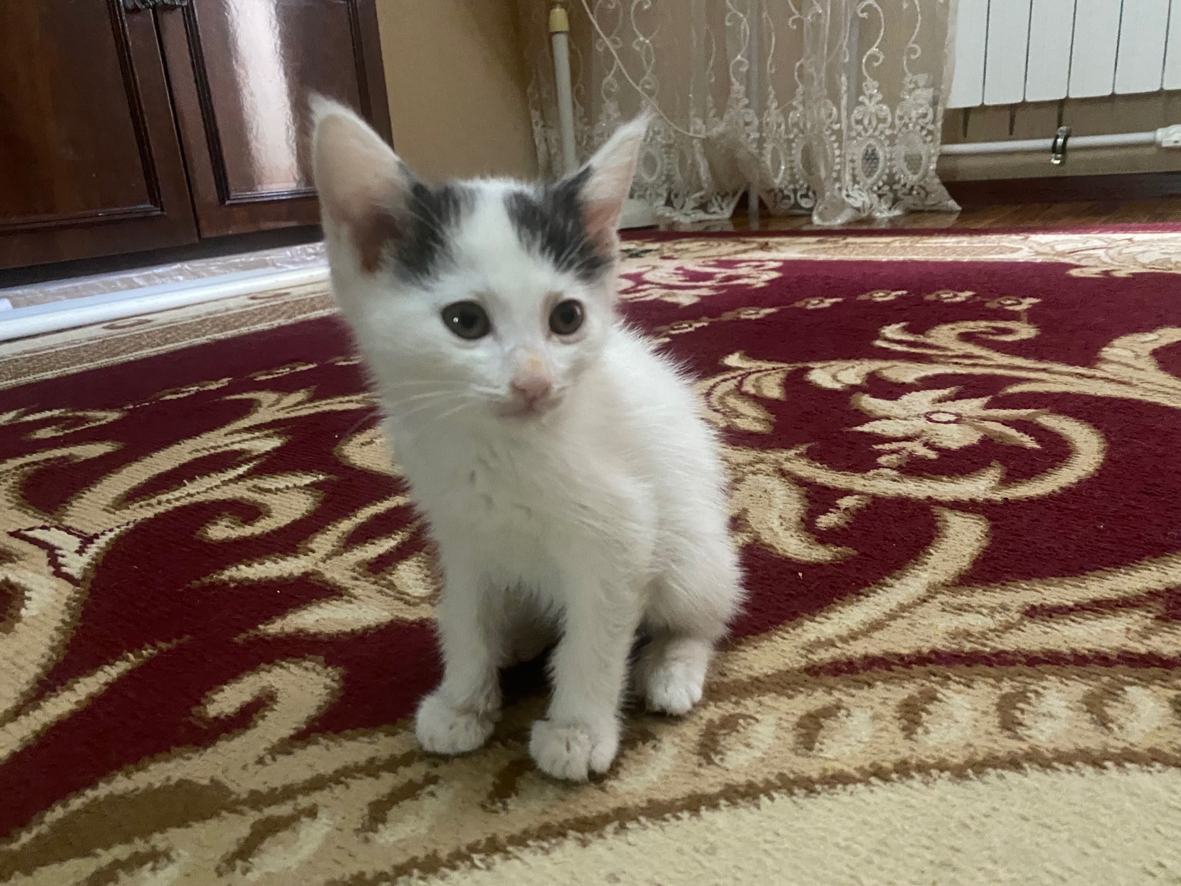 Ищет дом и любящих людей котенок