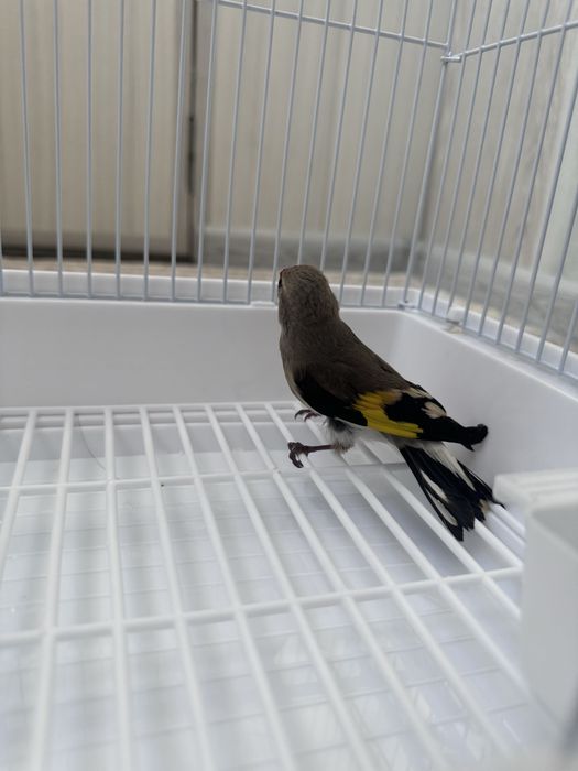 Norchi sotiladi boqlgan qush sayrovda