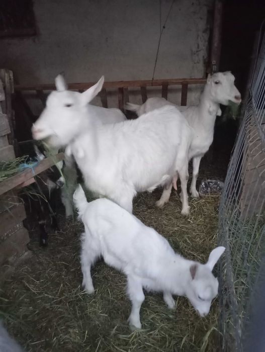 Vând capre albe de banat