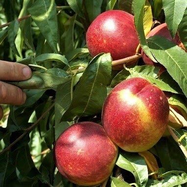 Nectarin (Soiul Venus )