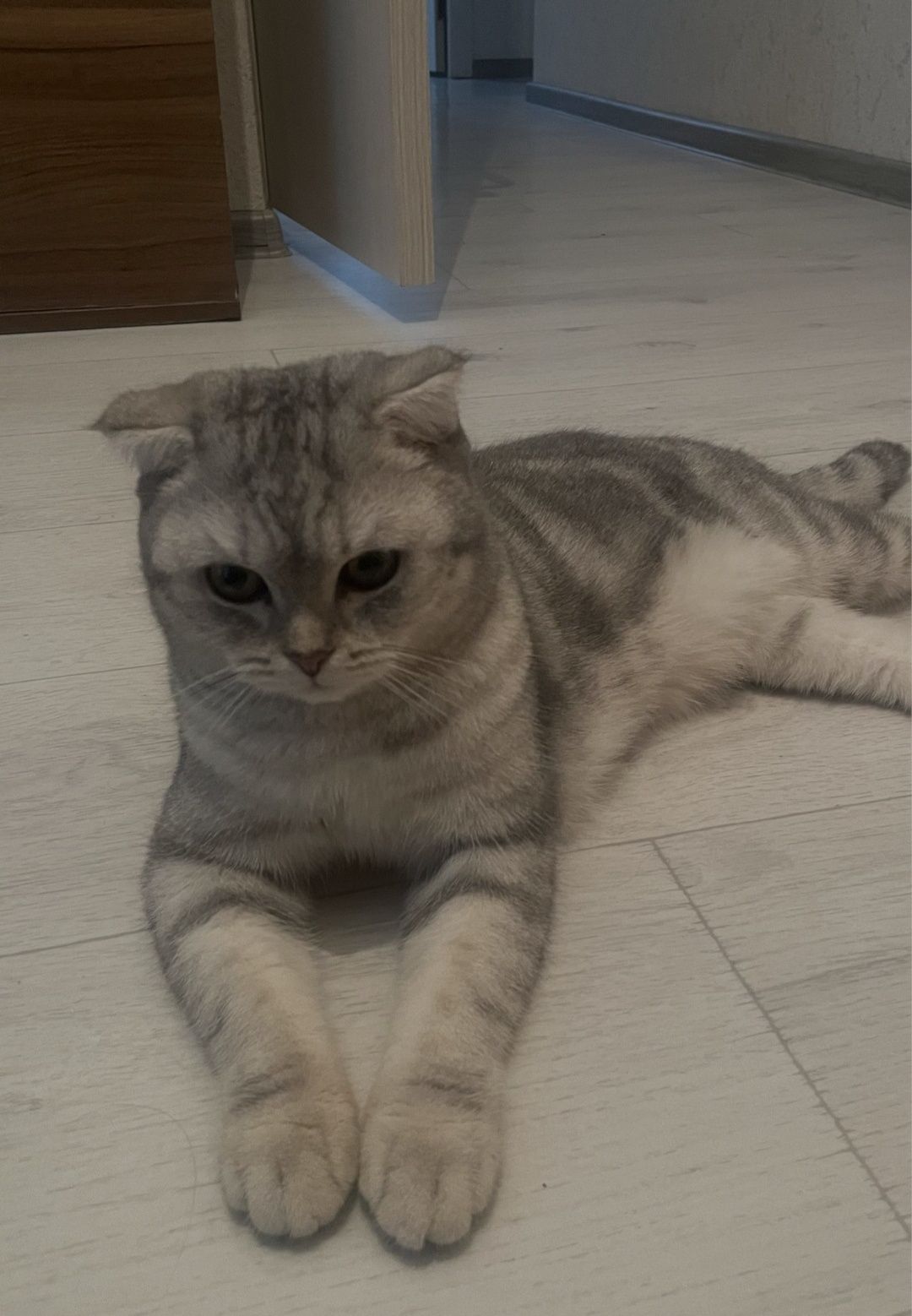 Продаются котик 1 годик