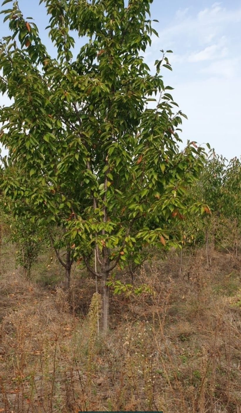 Vînd  copacii ornamentali  pomii fructiferi plante ornamentale nr tef