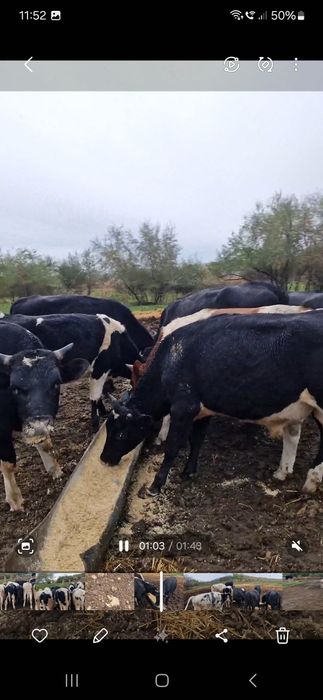 Vând Taurasii 16 lei kg