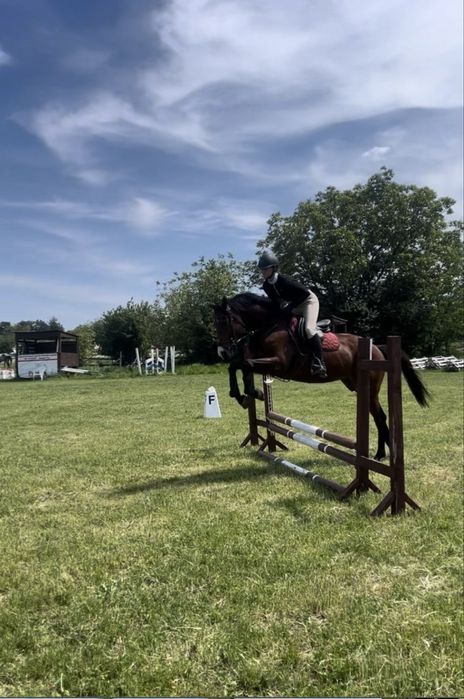 Cal de agrement sau pentru sarituri