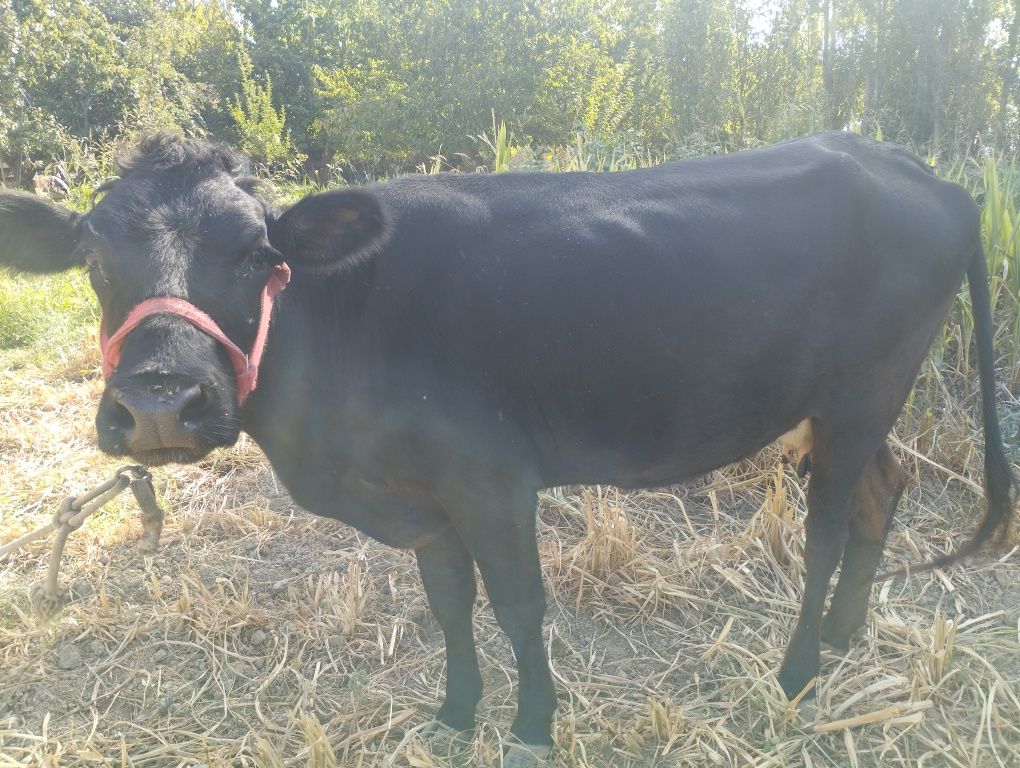 Sigir sotiladi Hondoyliqda