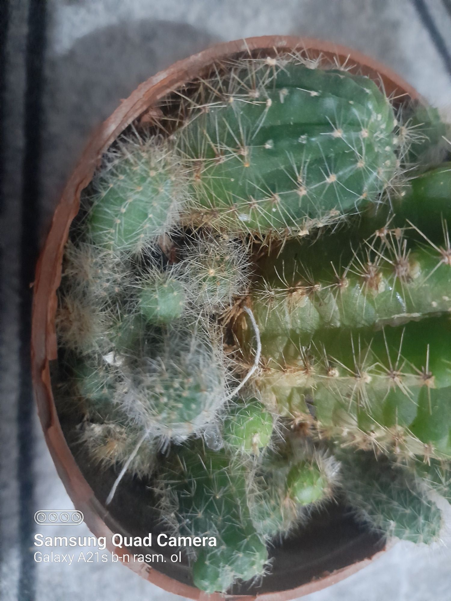 Dekarativ ustunsimon kaktus, ixcham va kõp bolali. Echinopsis kaktuz
