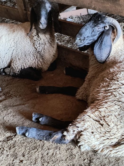 Vand 2 berbeci Tigaie Sarbeasca