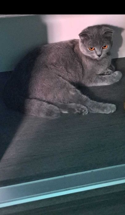 Шотландско клепоухо котенце