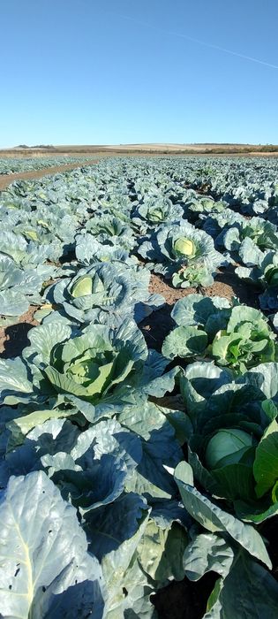 Продавам зеле Кьосе и Ергенско