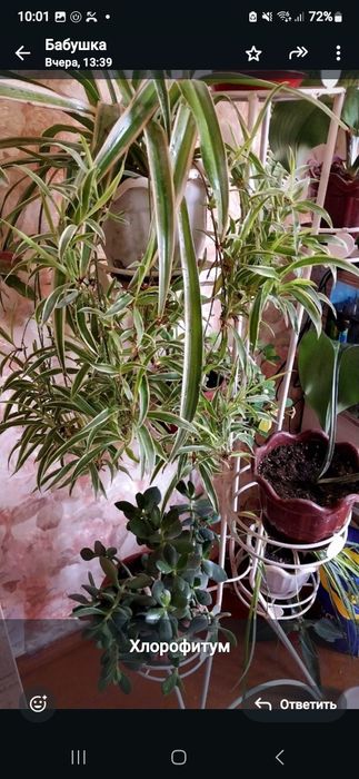 Цветы домашние много