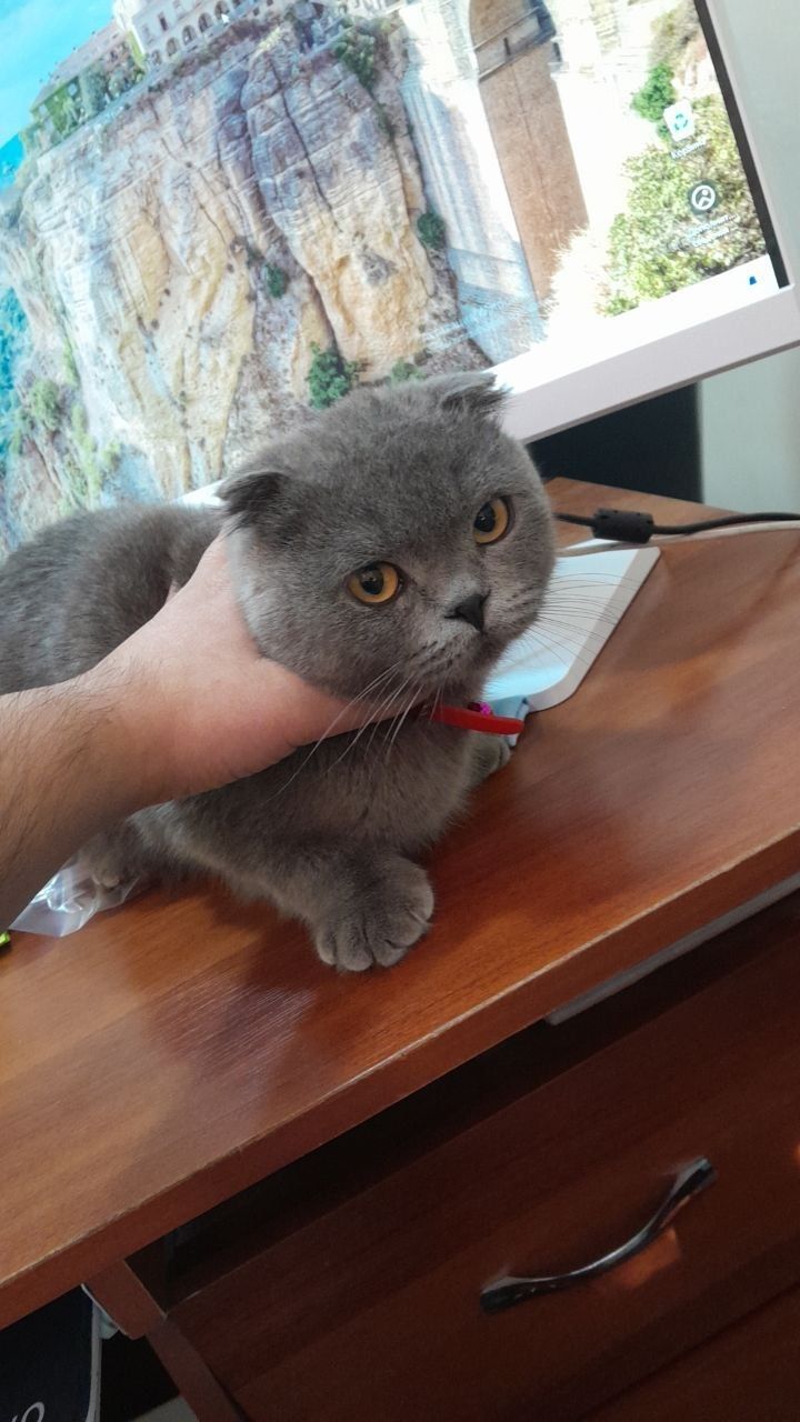 Скотиш фолд на вязку
