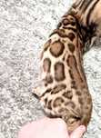 Mascul bengal cu pedigree