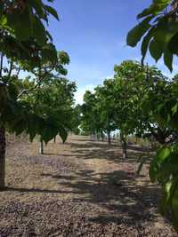 Vand livada si plantatie viticola