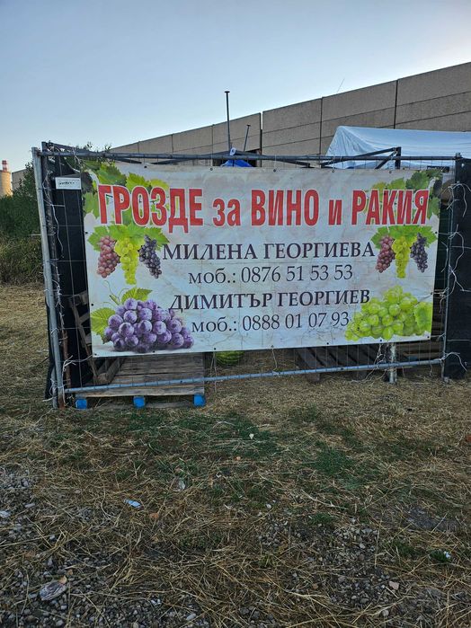 Продавам грозде за вино и ракия