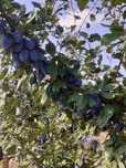 Peune pentru compot/ dulceata / palinca