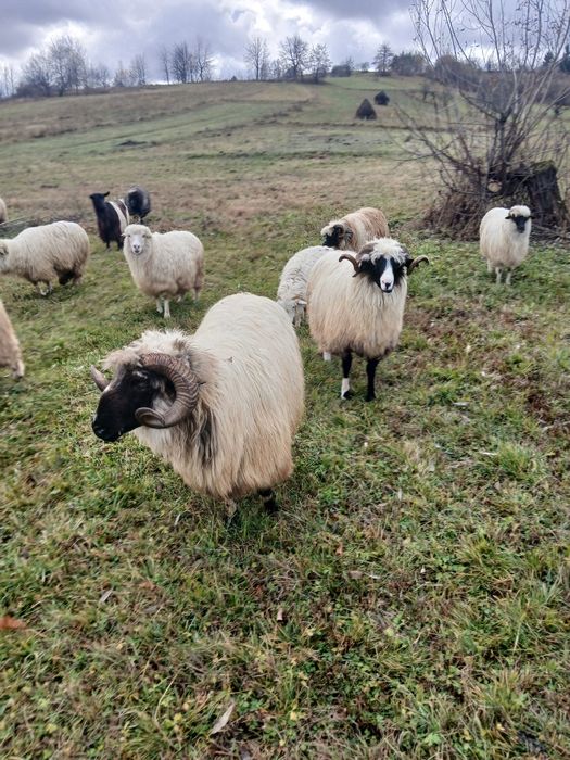 Vând doi berbeci al treilea miel vin acuma