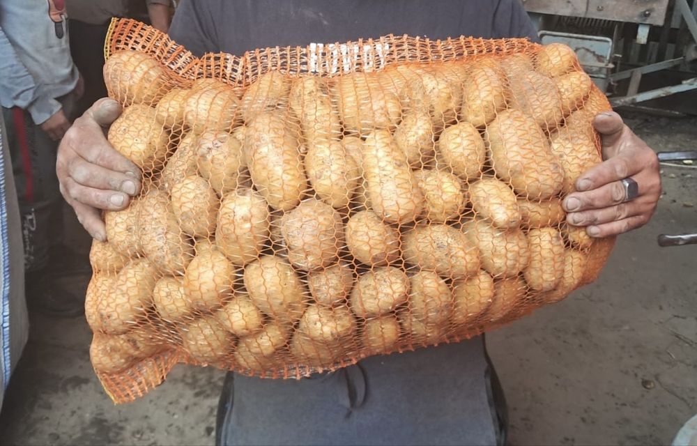 Cartofi consum alb si rosu