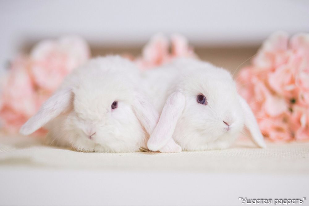 Белые карликовые кролики