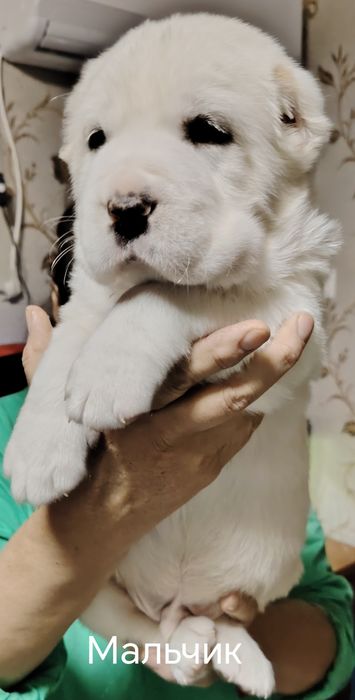 Продаются щенки алабая