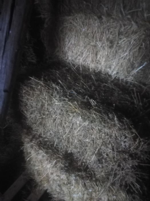 Vand baloti mici de trifoi