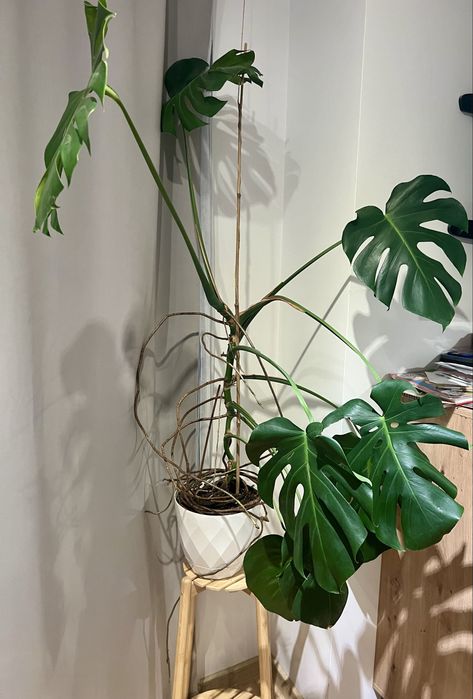 Монстера Делициоза