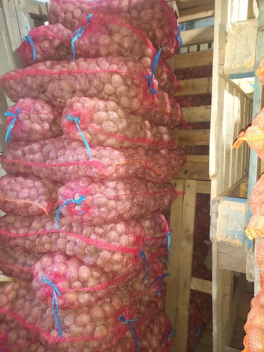 Cartofi de sămânța belarosa 1.80 calibrul 35...45