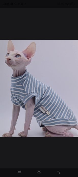 Одежда для кошки сфинкс
