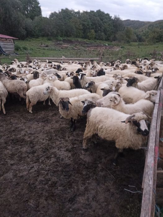 150 de oii de vânzar