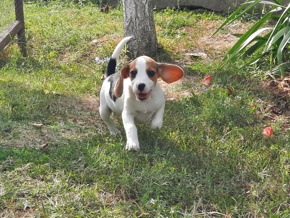 Catel beagle foarte jucaus