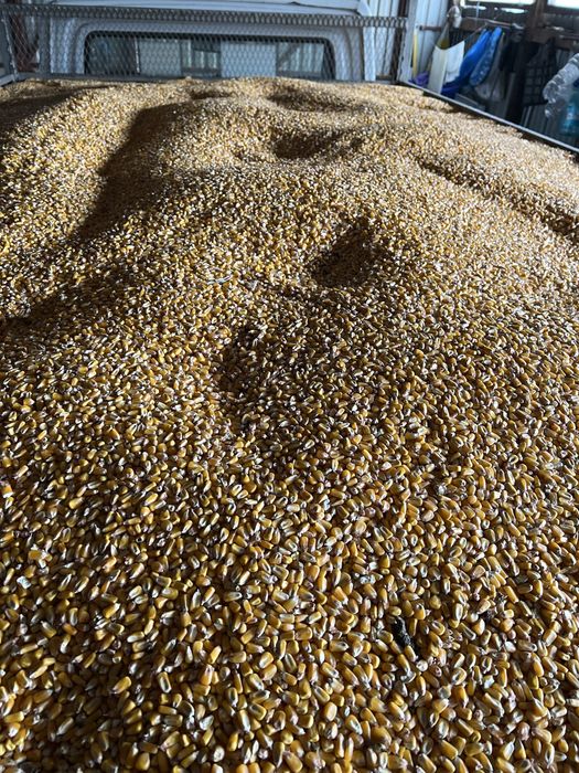 Vând porumb recoltă 2025