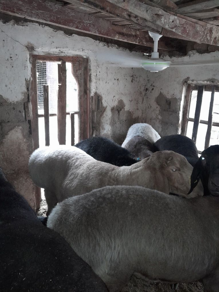 Qoy sotiladi qurbon hayitga