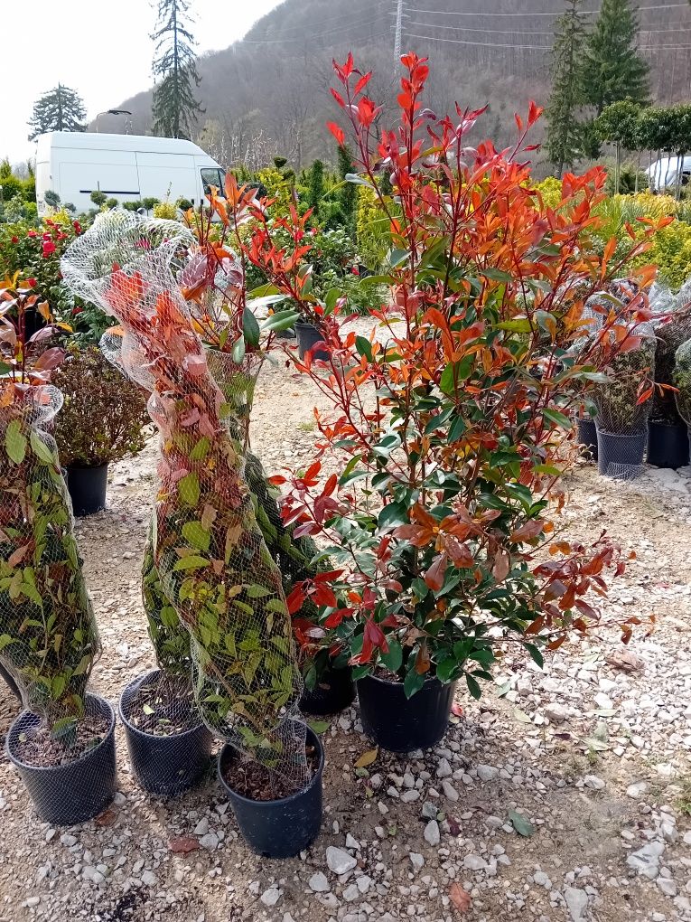 Vând photinia Red Robin plantă