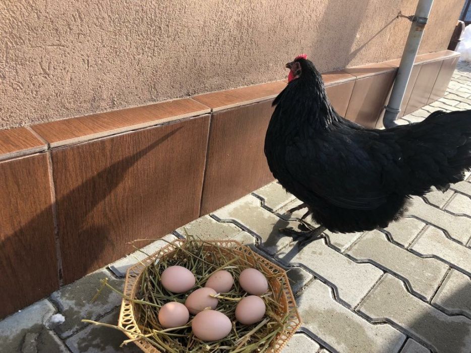 Oua incubat araucana si australorp