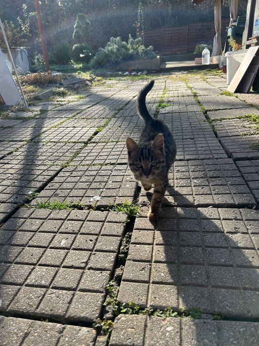 Подарявам 2 малки котета