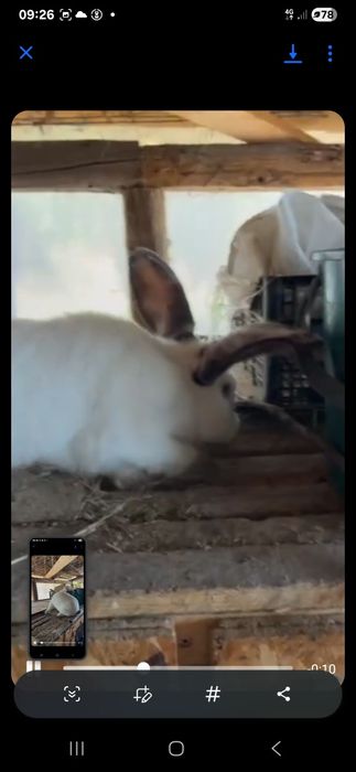 Vand 2 masculi urias de transilvania