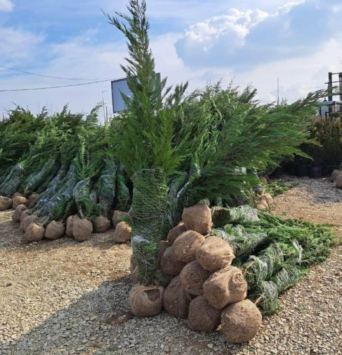 Amenajez curții/grădinii cu plante ornamentale și piatra naturala