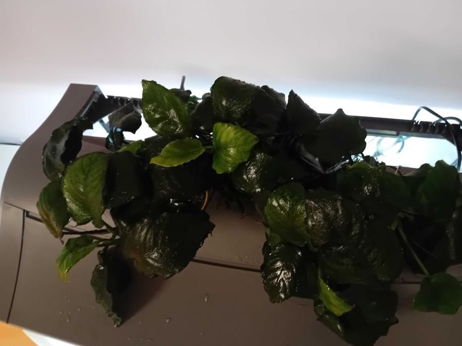 Anubia planta acvariu 50 cm