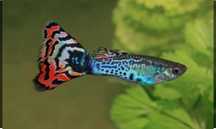 Vanzare pesti guppy