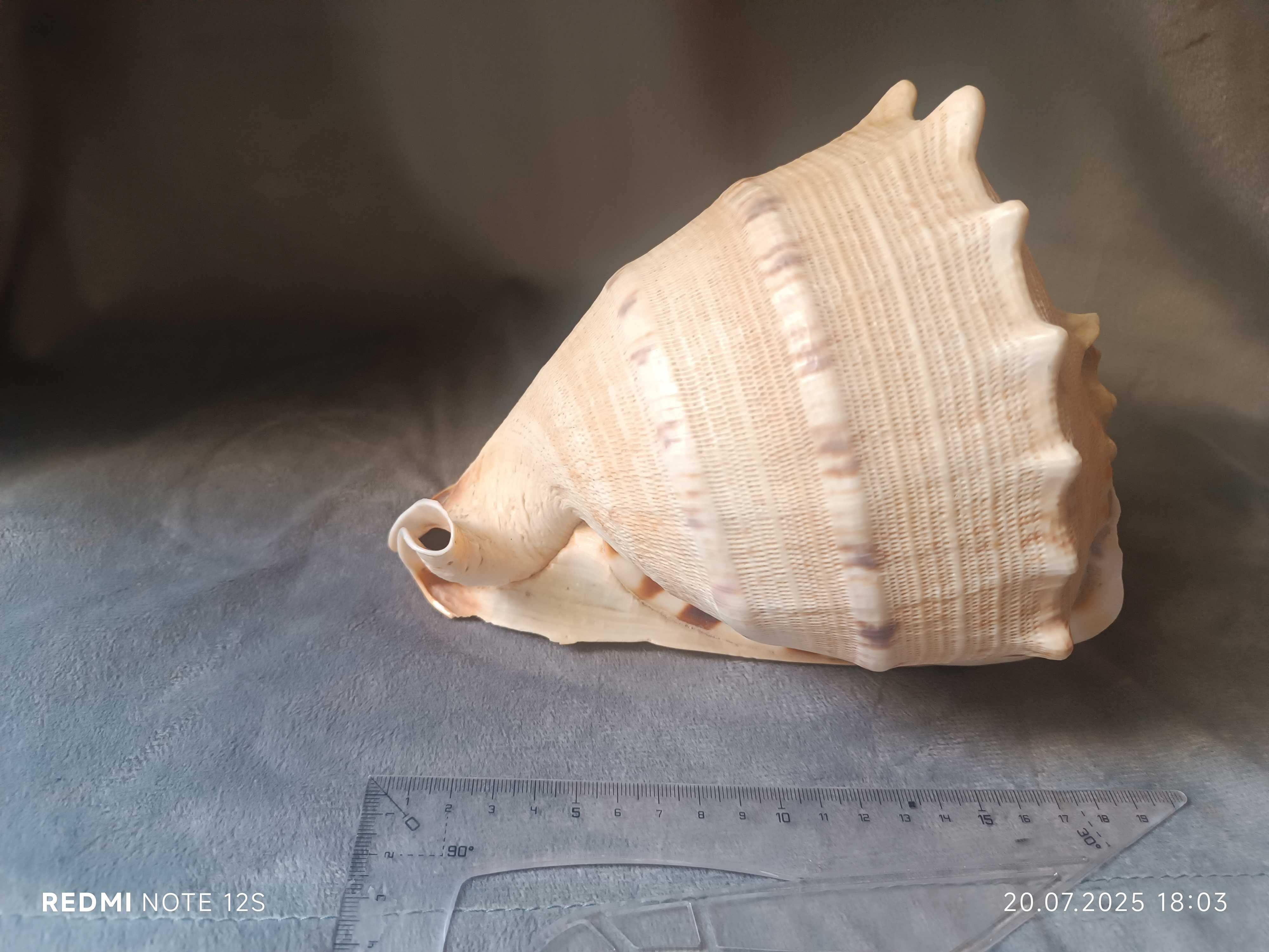 Красивые вазы и морская раковина