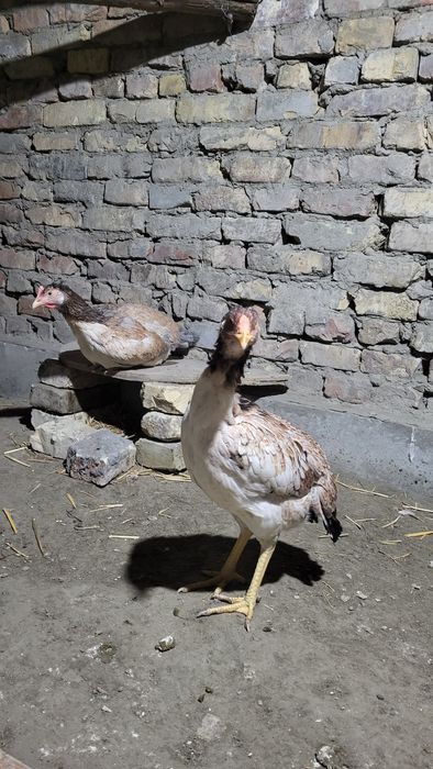 Тезда икта мокиён сотилади