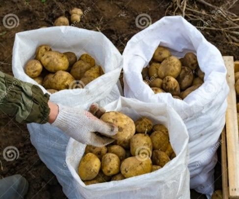 Картофель домашний